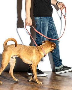 Leash - Red